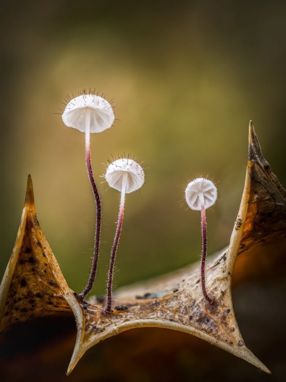 Paracaídas sagrados