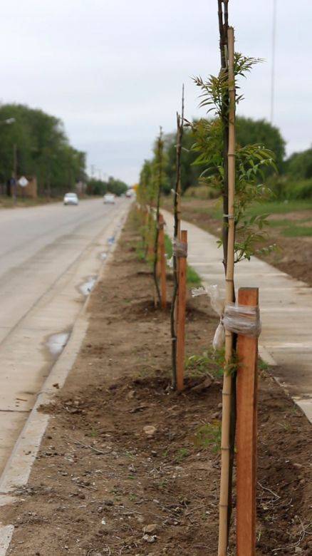 Continúan con el plan de forestación en distintos puntos de la ciudad