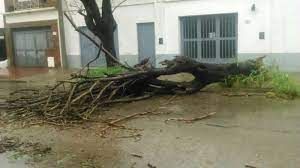 Un árbol cayó sobre una vivienda y una mujer tuvo que ser rescatada de los escombros