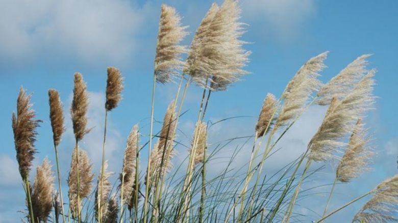 Hay alerta por viento fuerte en Villa María y la región