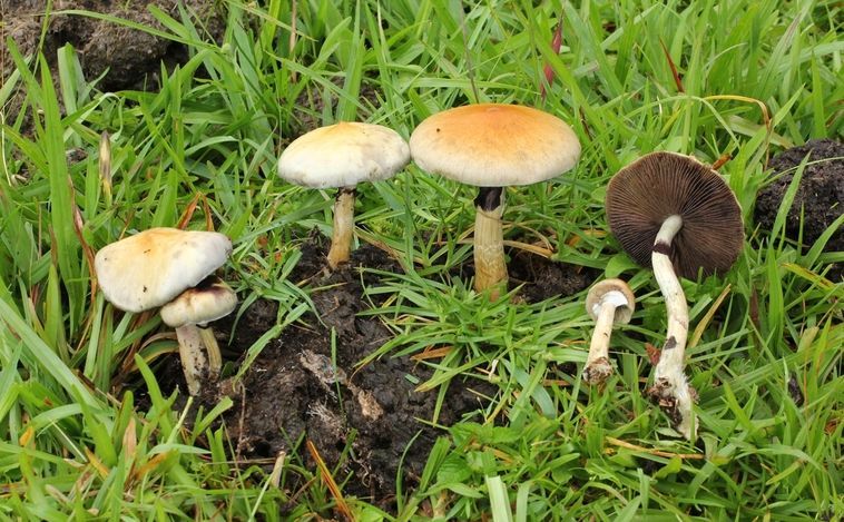 Un fármaco basado en los hongos mágicos es eficaz en depresión recurrente