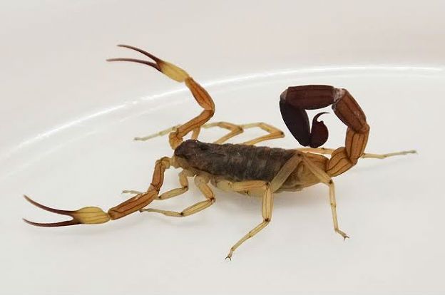 Cuidados y medidas para prevenir la picadura de alacranes 