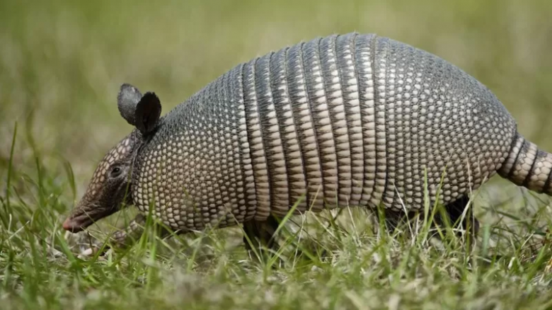 La prueba con armadillos que reveló que la bacteria de la lepra puede regenerar órganos