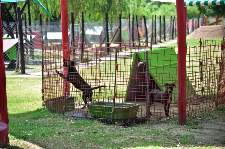 Más de 450 animales encontraron una familia en lo que va del año