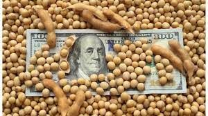 El nuevo dólar soja regirá desde el lunes 