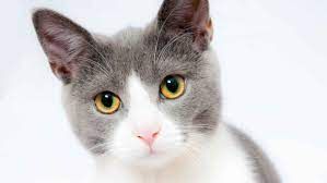 Cuáles son los alimentos que deben comer los gatos