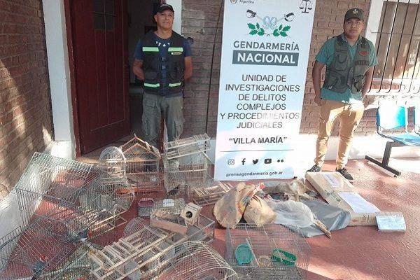 Gendarmería Incauto aves y armamento en la región