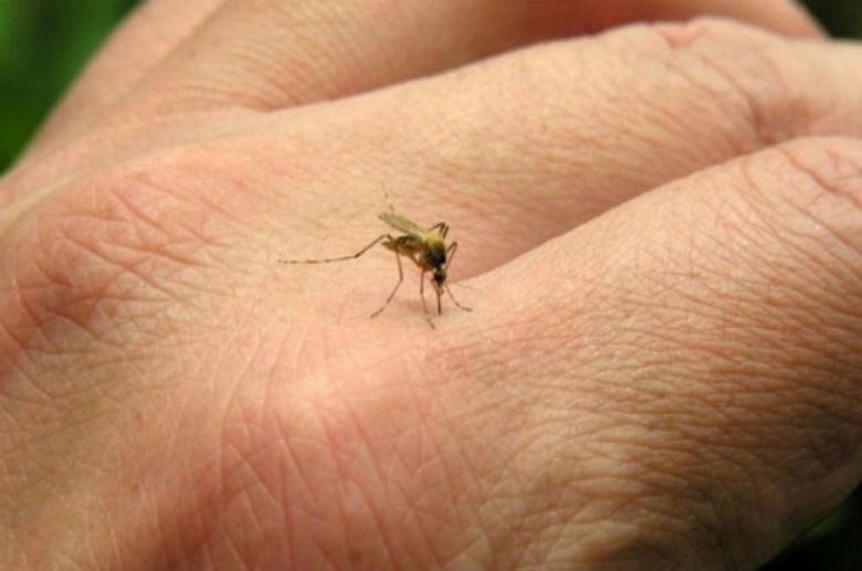 Registraron un nuevo caso de dengue autóctono en la provincia