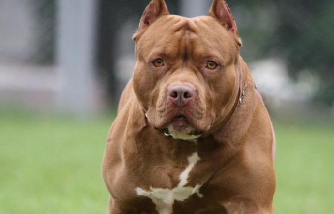 Alta Gracia: un pitbull atacó a su dueña