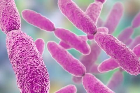 Contienen brote de bacteria resistente a todas las drogas en Argentina