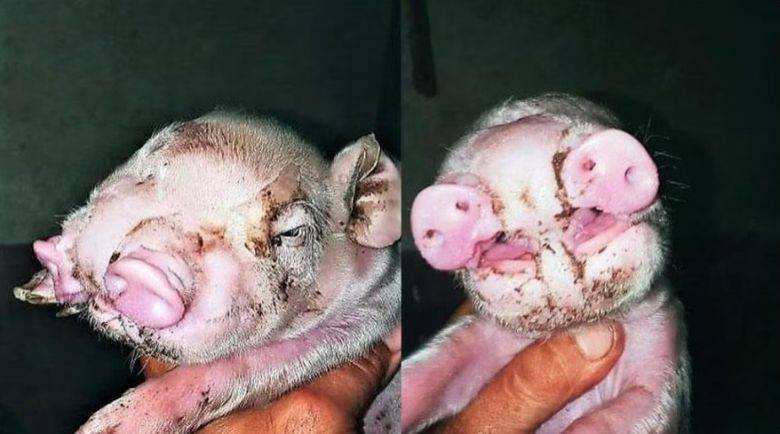 Ucacha: nació un cerdito con dos hocicos 