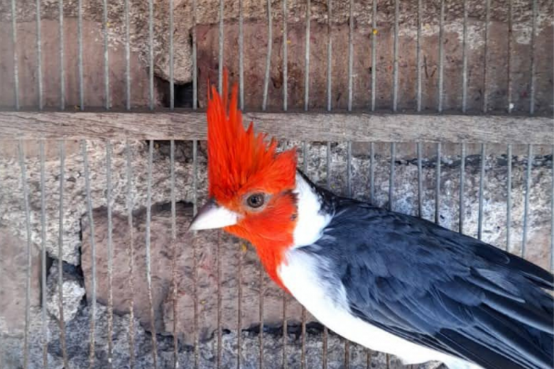Rescataron 44 aves silvestres