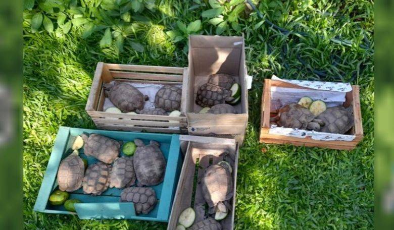 Justiniano Posse: rescataron tortugas y un flamenco en cautiverio
