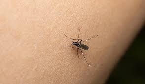 Aumentaron a 125 los casos de dengue en la provincia