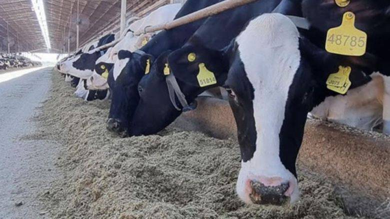 La industria no consigue leche para producir