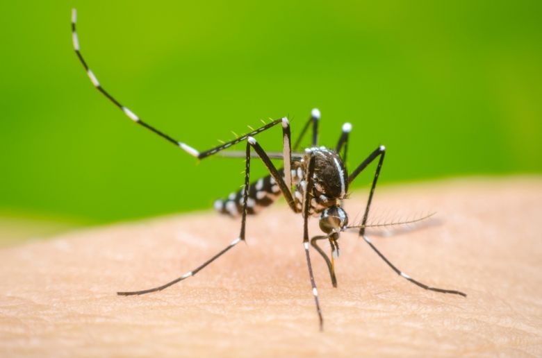 Confirman que la muerte de una mujer internada en Córdoba fue por dengue