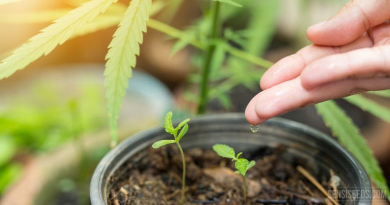 Argentina es "tierra fértil" para la industria del cannabis