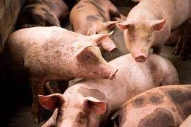 Se notificaron tres casos de triquinosis en la provincia 