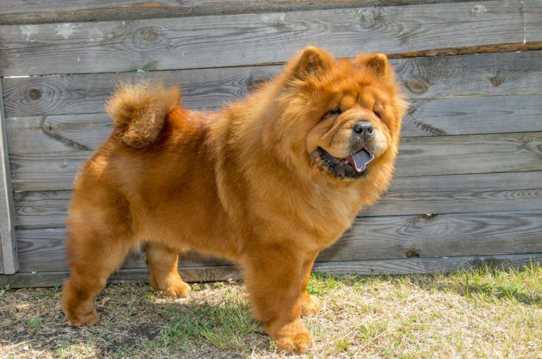 Bialet Masse: un perro atacó e hirió gravemente a una mujer 