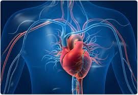 Cuáles son los 6 alimentos que protegen al corazón y reducen el riesgo de enfermedad cardiovascular