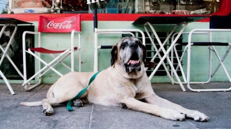 Conan, el perro cordobés de Milei que murió y fue clonado por miles de dólares