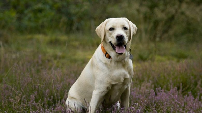 Imputaron a la dueña del perro que atacó a un niño en Unquillo