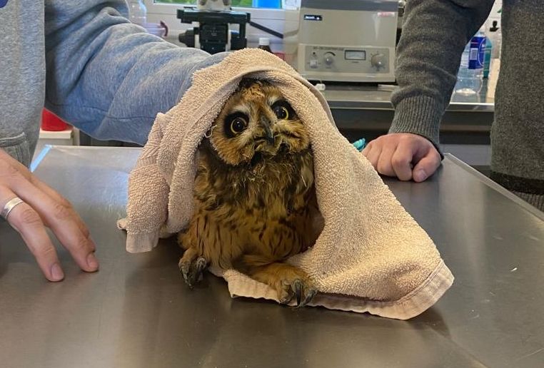 La UNVM tendrá el primer Centro de Atención de animales silvestres de la Provincia