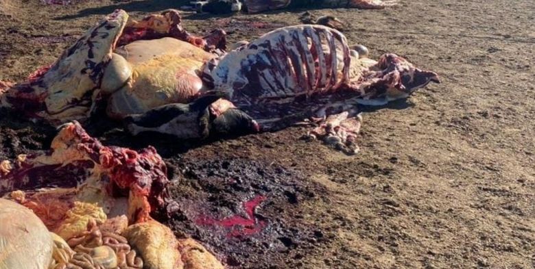 Invirtió sus ahorros para crear un tambo, pero le faenaron casi todas las vacas