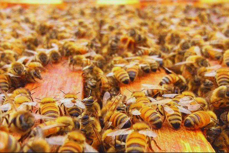 Experto del INTA presentó las estrategias para producir miel de calidad