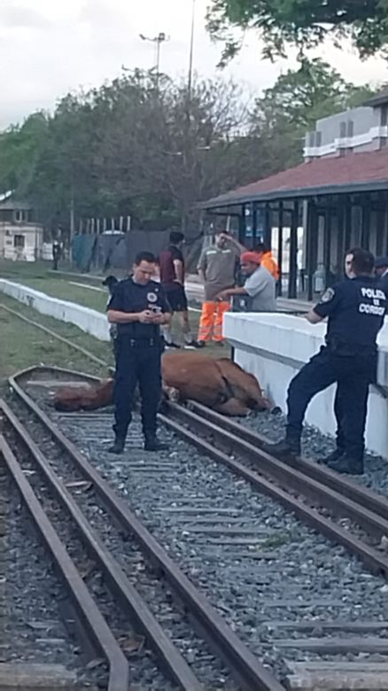 Dos caballos murieron al caer sobre las vias, a la altura del Subnivel