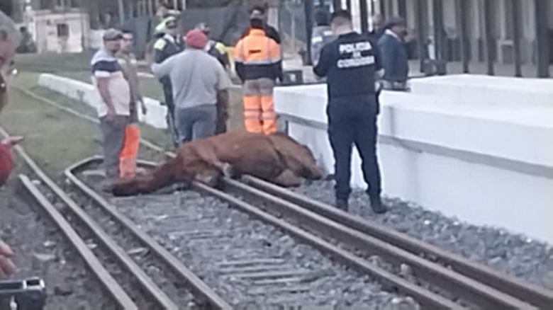 Dos caballos murieron al caer sobre las vias, a la altura del Subnivel