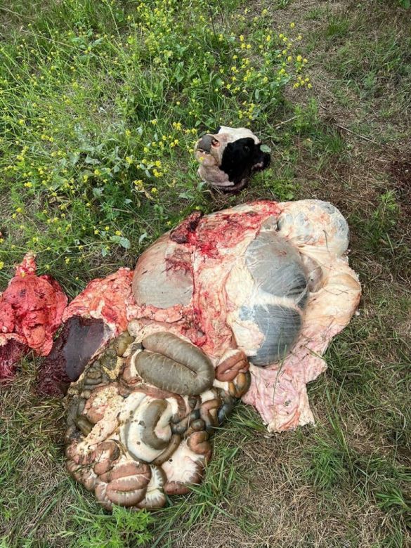 Ballesteros: preocupan hechos de robos de animales 