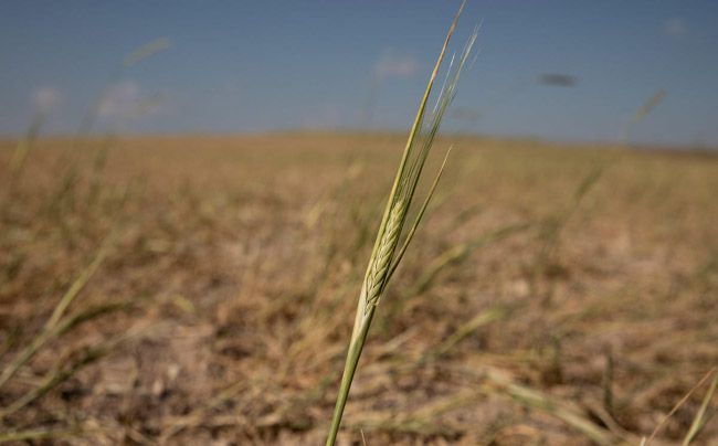 El productor deberá evaluar si le conviene cosechar el trigo en la campaña que viene