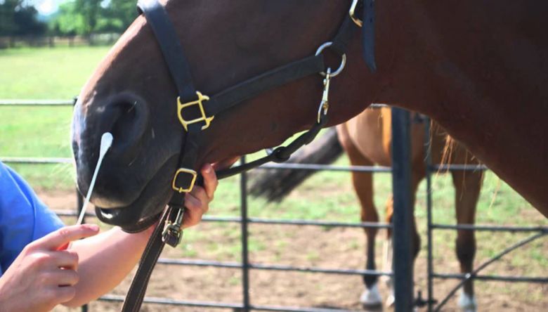 Alerta por un brote equino que puede afectar a humanos