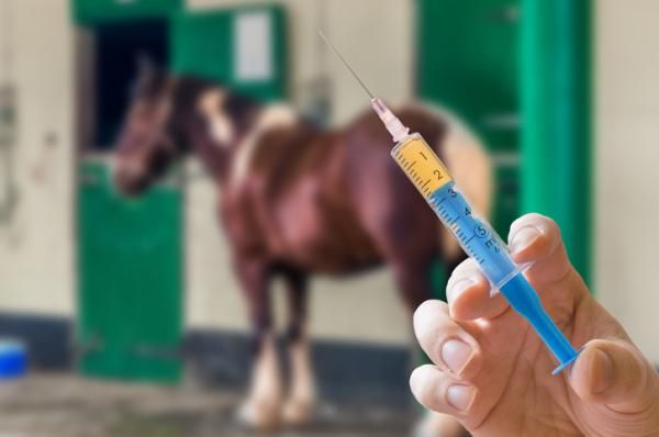 San Francisco: confirmaron el primer brote de encefalomielitis equina