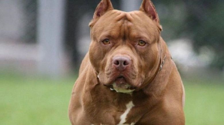 Adelia María: una niña sufrió heridas graves tras ser atacada por un Pitbull