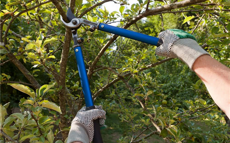 Epec realizará podas y mantenimientos de arboles en la ciudad