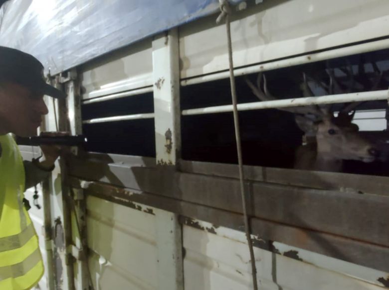 Detuvieron a un camionero que trasladaba 8 ciervos