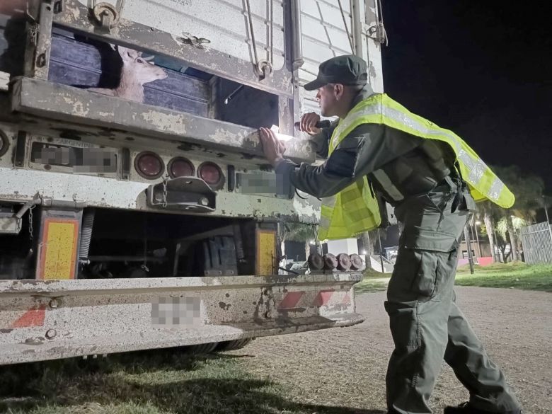 Detuvieron a un camionero que trasladaba 8 ciervos