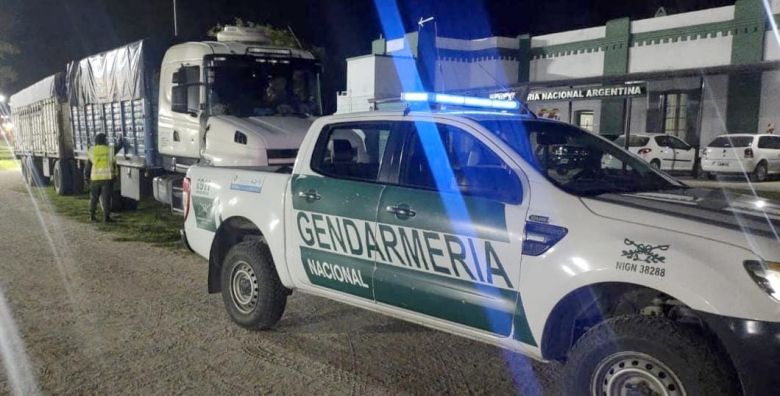 Detuvieron a un camionero que trasladaba 8 ciervos