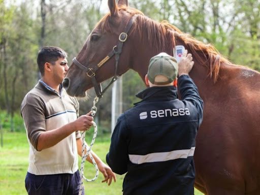 La encefalomielitis equina se cobró una vida en Justiniano Posse