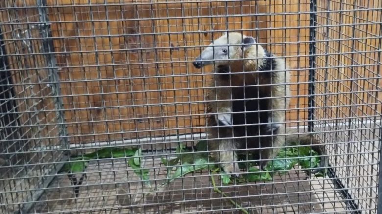 Un vecino de Salsipuedes encontró un Oso Melero en el patio de su casa y avisó a la policía