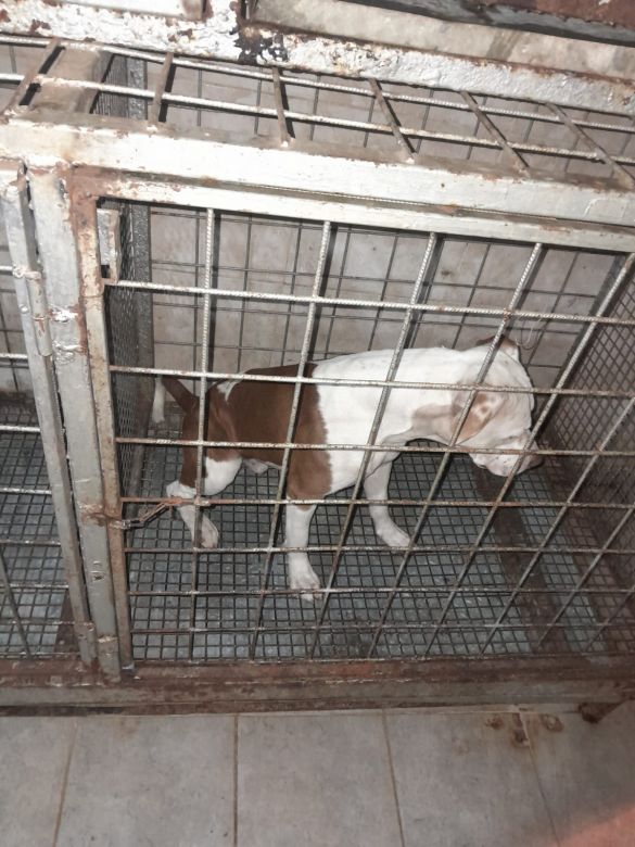 Un perro pitbull atacó a un niño de 11 años 