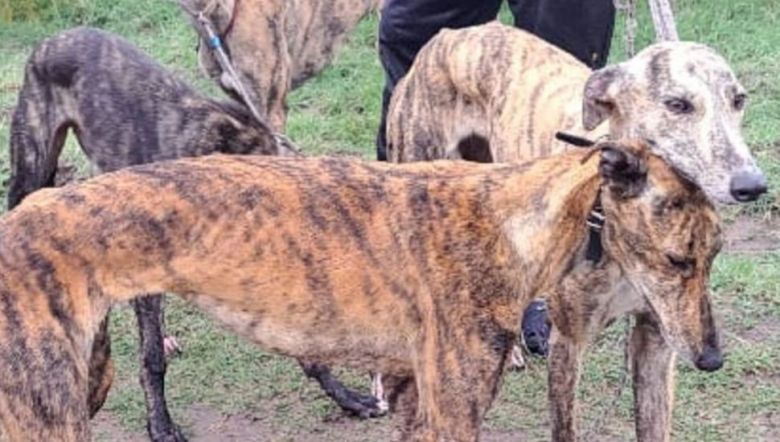 Caza ilegal con perros galgos: hay detenidos