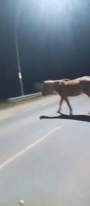 Alertan por caballos sueltos en Ruta 158
