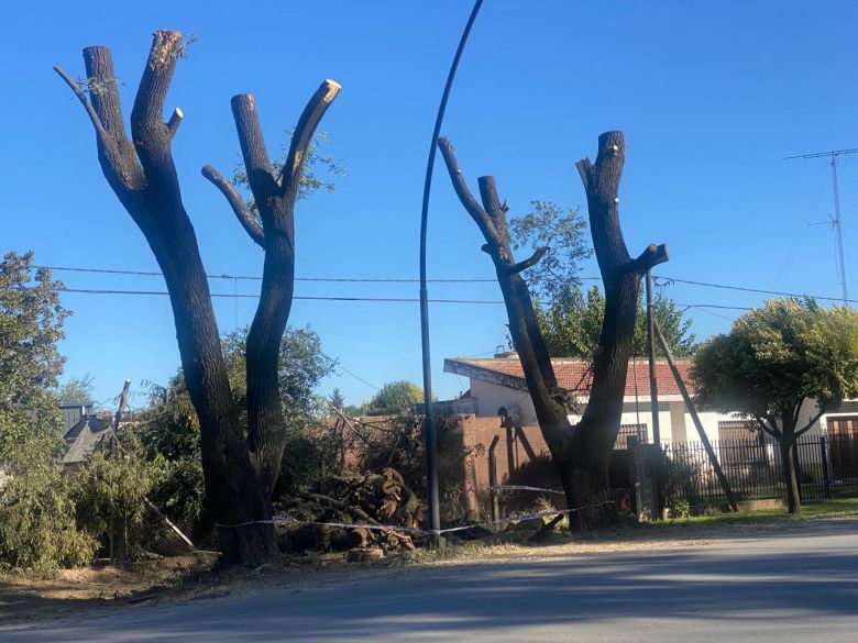 Detectaron tala ilegal de árboles en Ruta 158