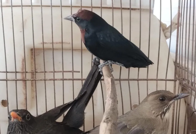Monte Maíz: recuperaron 42 aves y dos reptiles que estaban en cautiverio