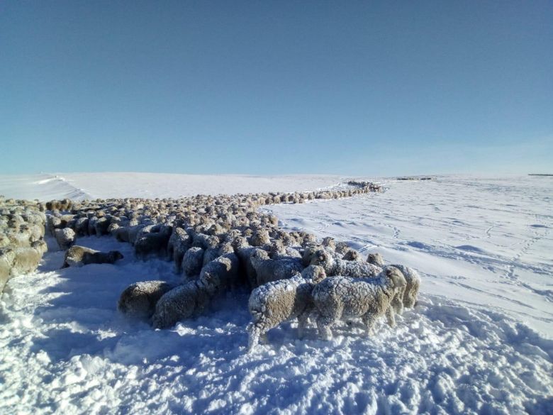 Nevadas en el sur, preocupa la situación de trabajadores rurales