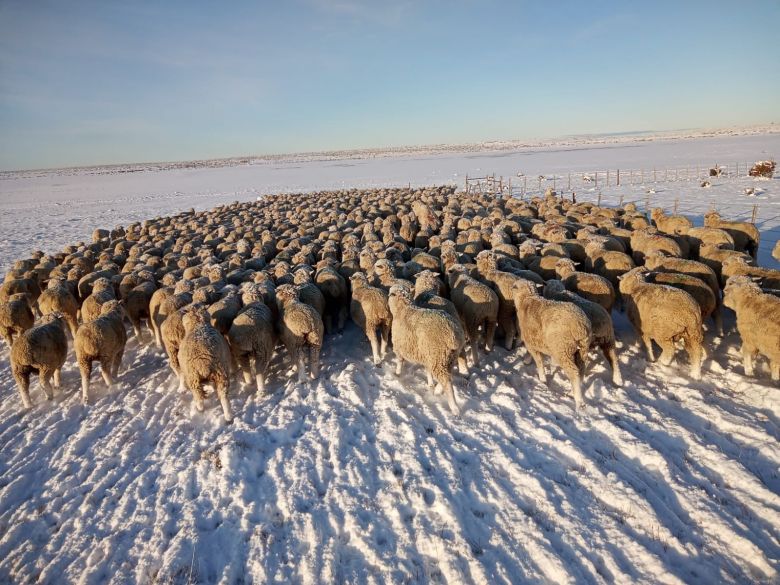 Nevadas en el sur, preocupa la situación de trabajadores rurales