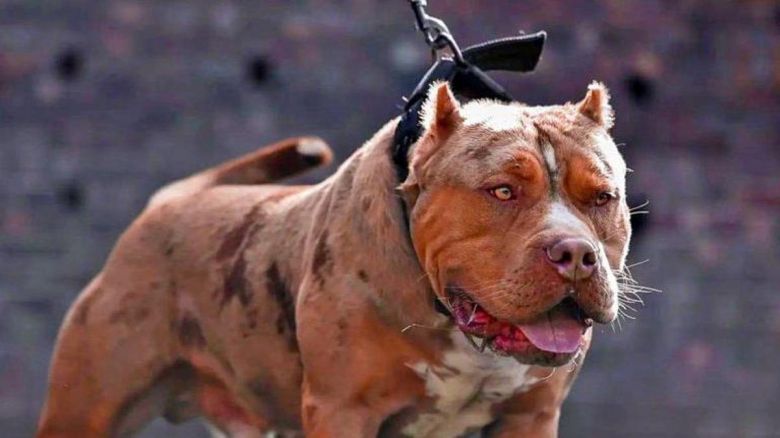 San Luis: un pitbull mordió la cara de un niño de 3 años 